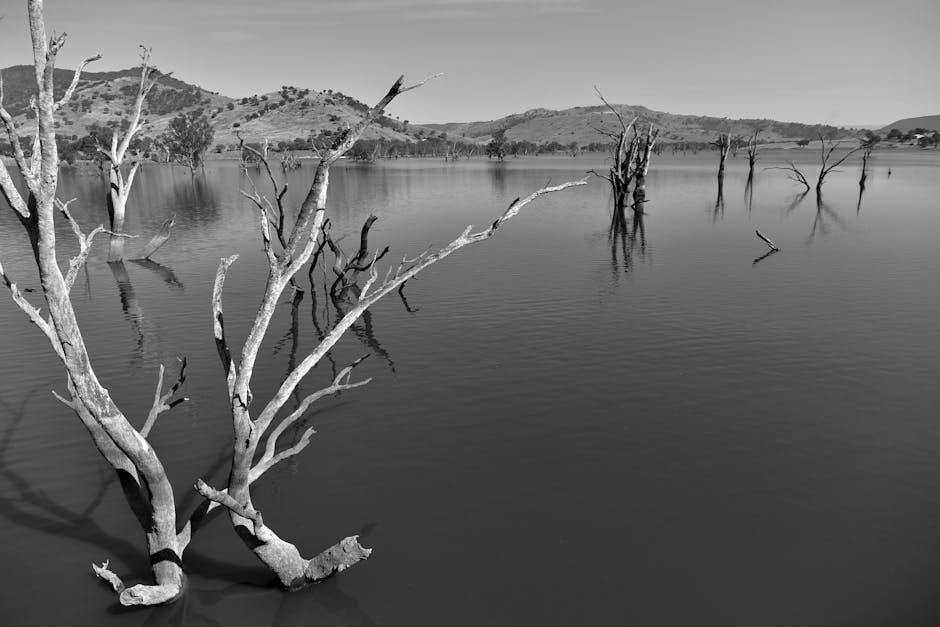 Expert Disaster Restoration Services Australia: Your Guide t...